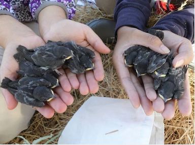 Nestling TRES