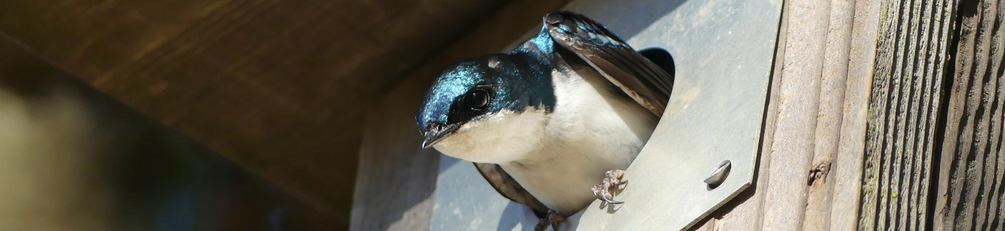 TRES in a nestbox